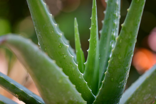 Aloe – Nature’s Healer for Skin and Body