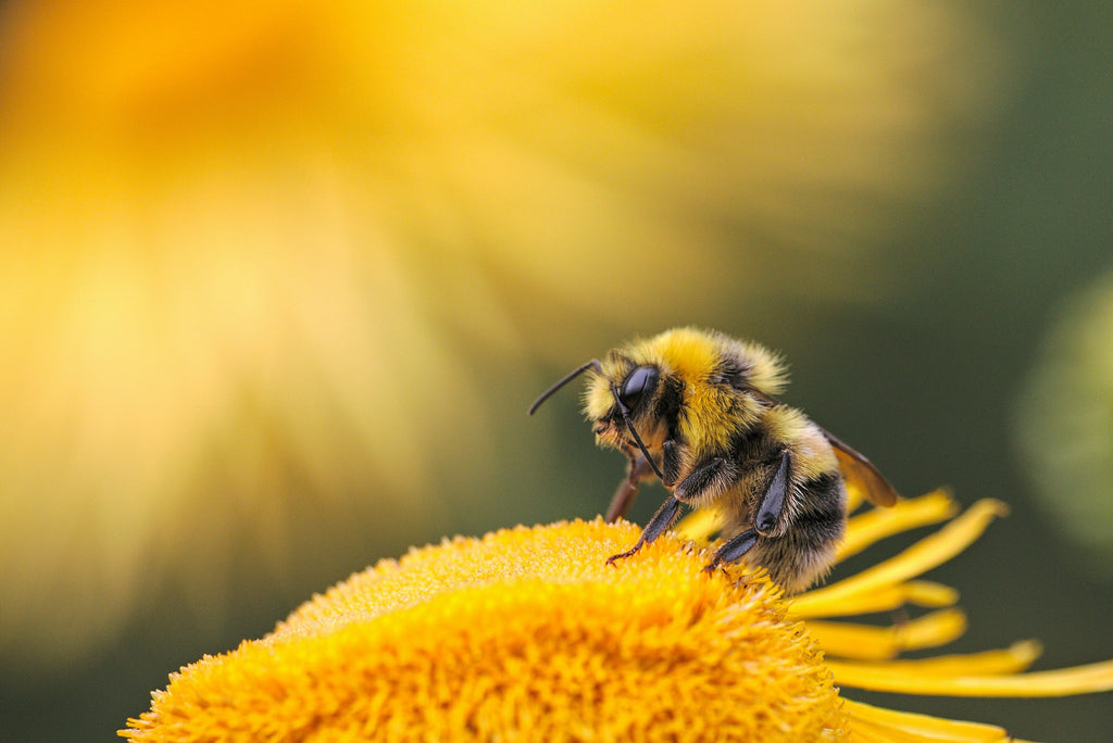 Royal Jelly