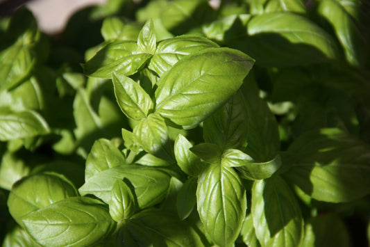The Wellness Benefits of Basil