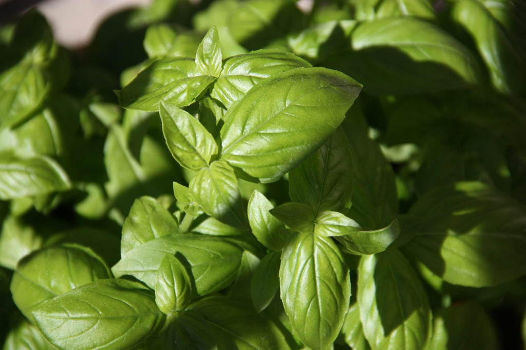 The Wellness Benefits of Basil