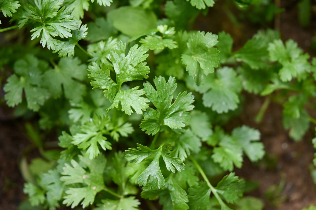 Coriander – The Fragrant Herb That Awakens Your Senses and Soothes Your Body