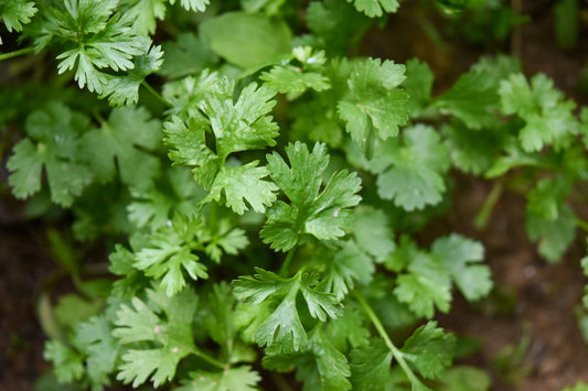 Coriander – The Fragrant Herb That Awakens Your Senses and Soothes Your Body