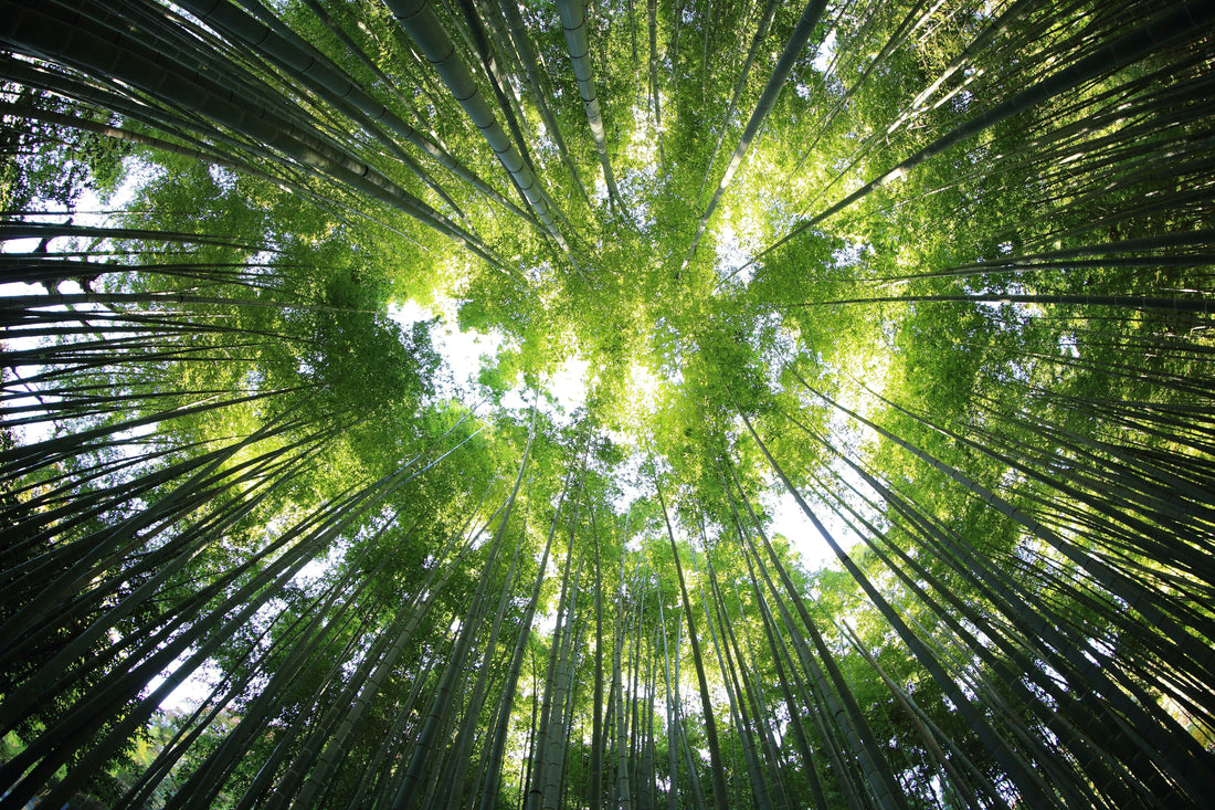 The Benefits of Phytoncide (Part 2): Natural Deodorizing Power
