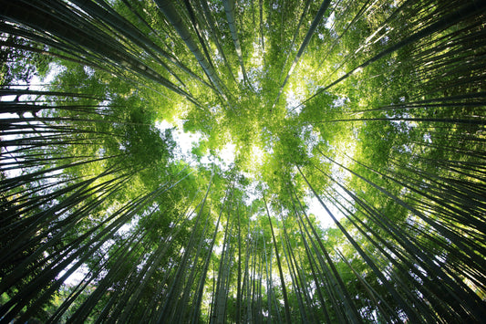 The Benefits of Phytoncide (Part 2): Natural Deodorizing Power