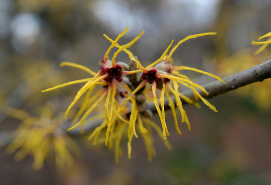 Hamamelis Virginiana (Witch Hazel) Extract