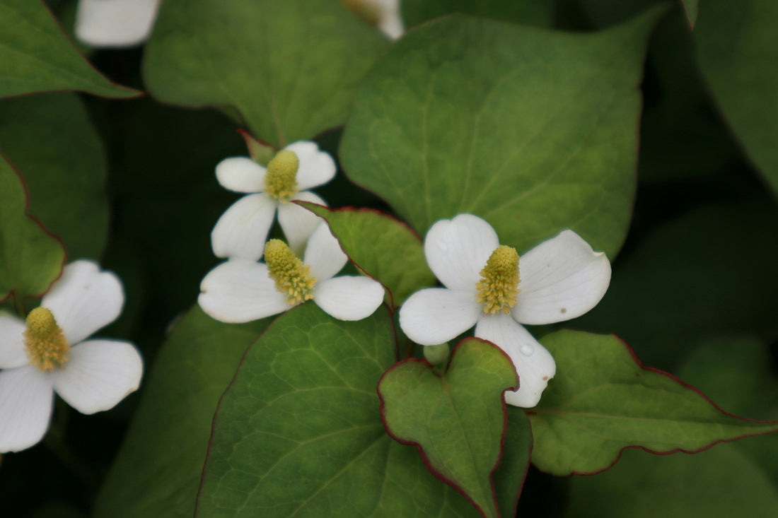 Houttuynia Cordata Extract: An Eastern Botanical for Healthy-Looking Skin