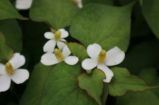 Houttuynia Cordata Extract: An Eastern Botanical for Healthy-Looking Skin