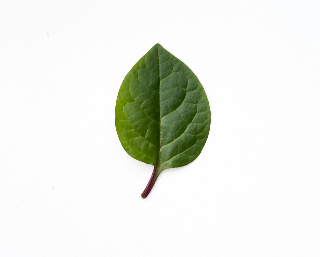 Jojoba Leaf Extract