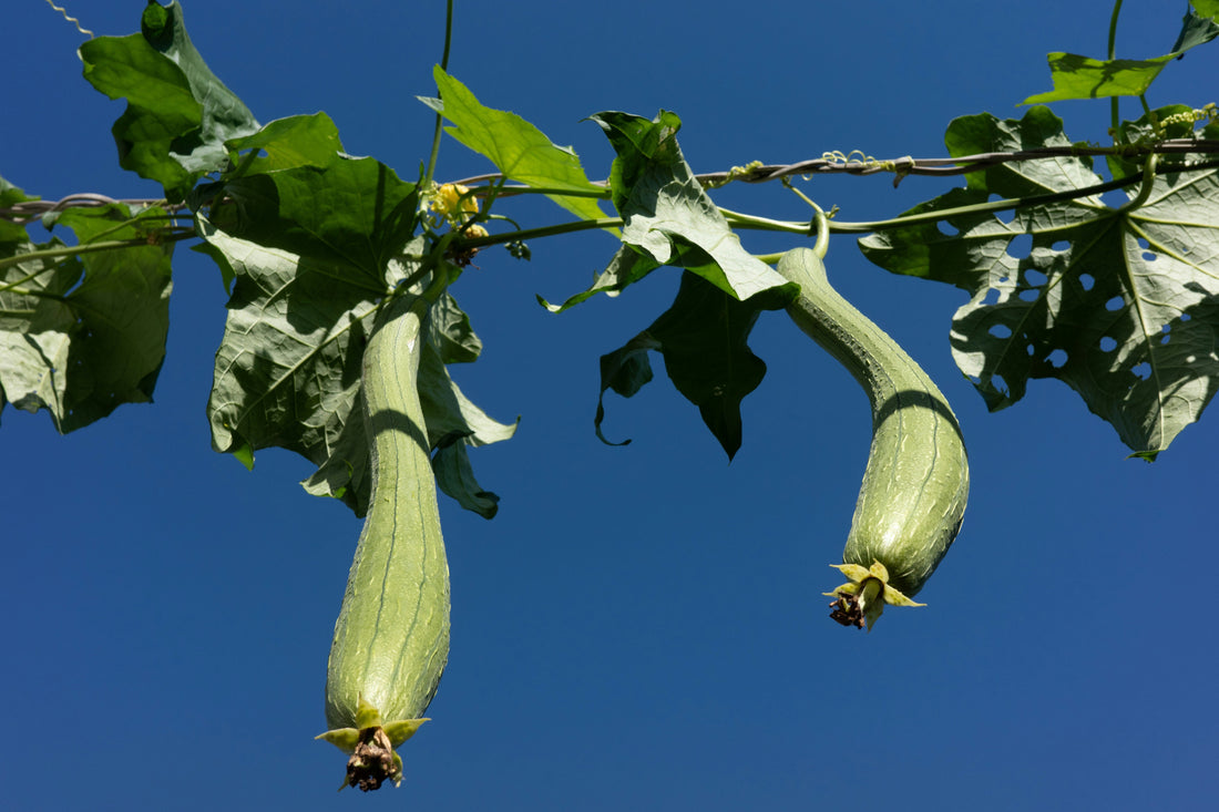 Discover Luffa — Japan’s Hidden Secret for Radiant Skin and Wellness