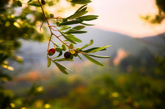 Olive Leaf Extract – The Heart of VERDI