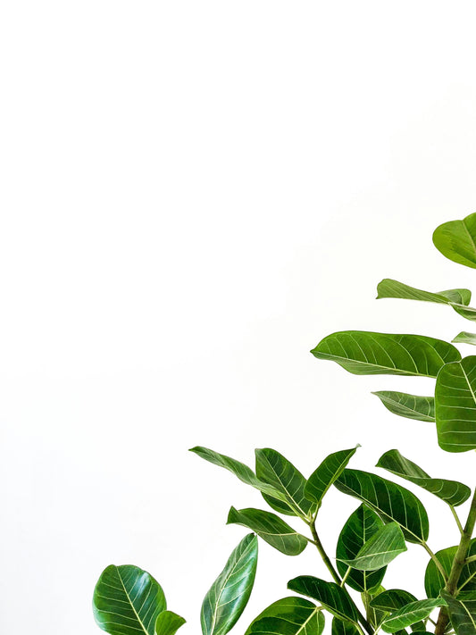 Ingredient Spotlight: Camellia Sinensis Leaf Extract