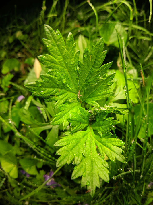 Artemisia Capillaris Flower Extract: Traditional Eastern Botanical Care for Modern Skin