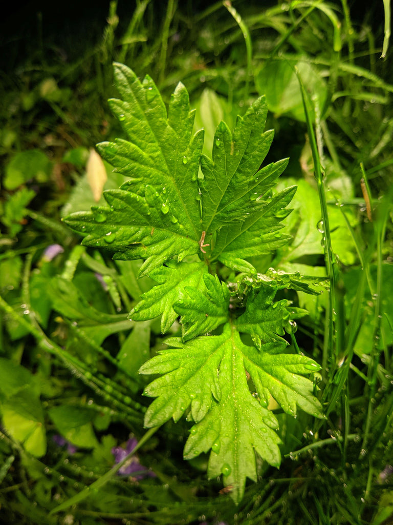 Artemisia Capillaris Flower Extract: Traditional Eastern Botanical Care for Modern Skin